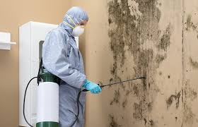 Why You Should Choose Our Mold Remediation Services in Carthage, TX